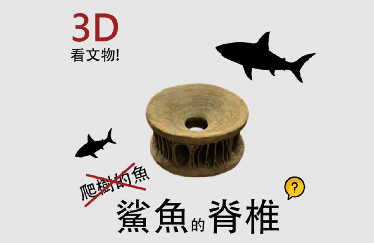 【3D看文物】2_鯊魚骨珠