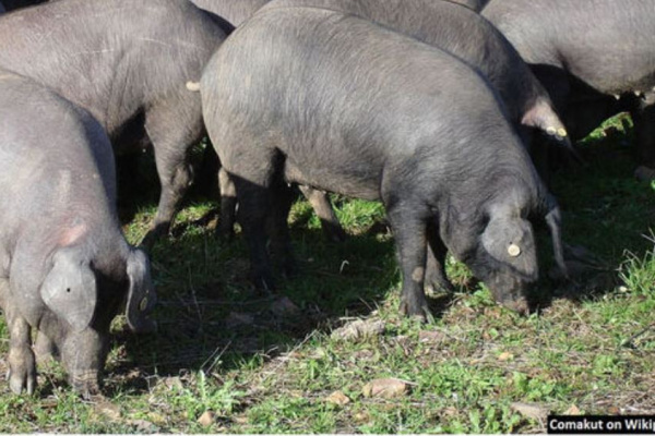 【歐洲考古現場】豬中霸主 – 西班牙伊比利亞豬 – 的祖先